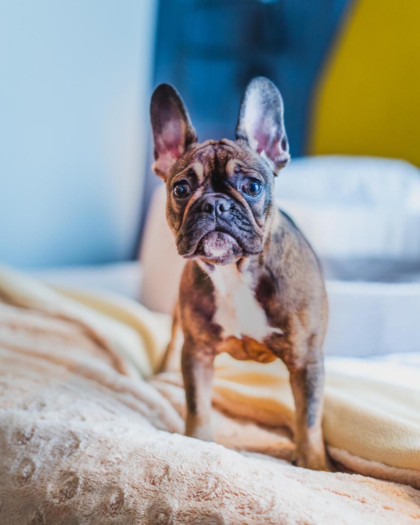 브리스톨 트래디션 앤 럭셔리 호텔 제수프 외부 사진 French Bulldog